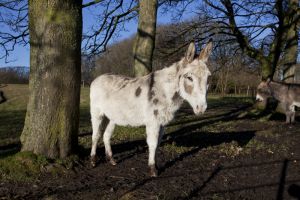 heaton hall 15 sm.jpg